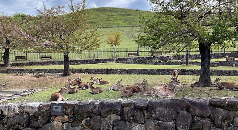 La mejor visita guiada gratuita por Nara: descúbrelo todo en un solo día