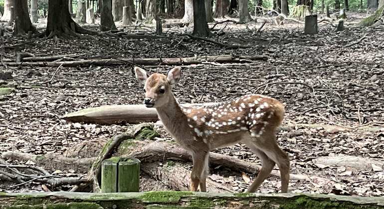 La mejor visita guiada gratuita por Nara: descúbrelo todo en un solo día