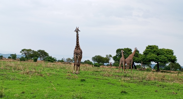 Excursión de un día en safari al Parque Nacional de Mikumi 