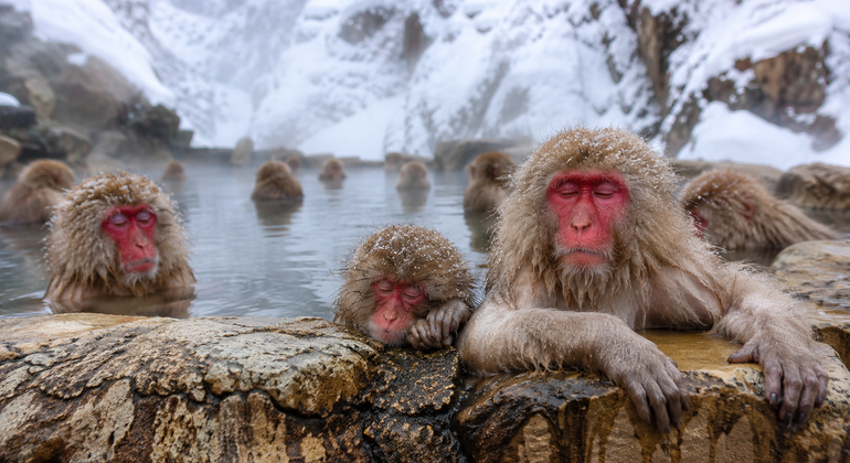 Tokio: Privater Tagesausflug zum Zenko-ji in Nagano und zu den Schneeaffen