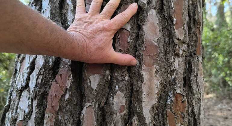 Imersão na Floresta: Reconecta-te com a Natureza, Volta ao Essencial