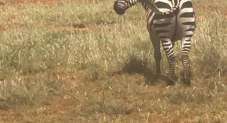 Safari di un'intera giornata nello Tsavo Est