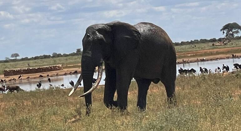 Safari di un'intera giornata nello Tsavo Est