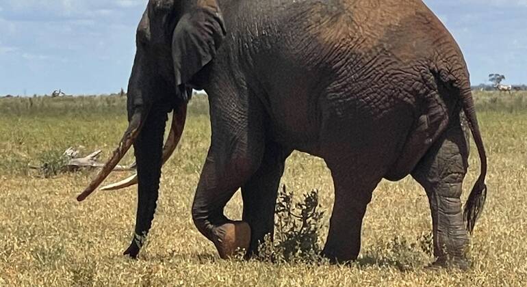 Safari di un'intera giornata nello Tsavo Est