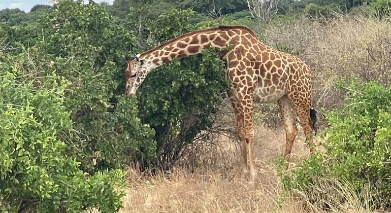 Safari di un'intera giornata nello Tsavo Est