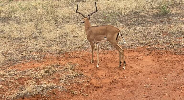 Safari di un'intera giornata nello Tsavo Est