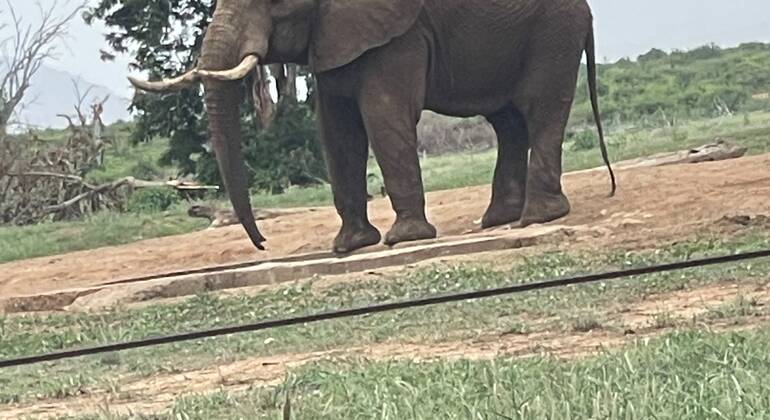 Safari di un'intera giornata nello Tsavo Est