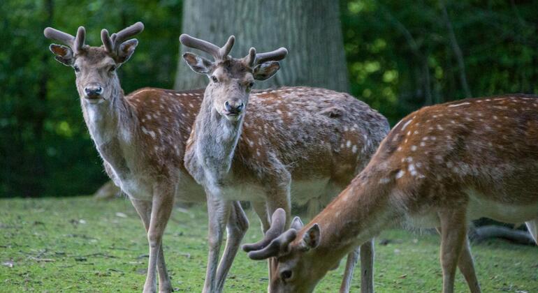 Die verborgene Natur von Aarhus: Wälder, Rehe und Küste
