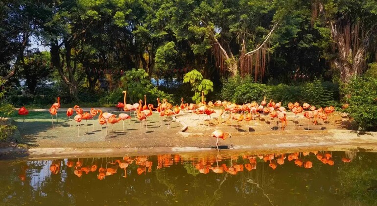Guangzhou: Chimelong Birds Park Tour