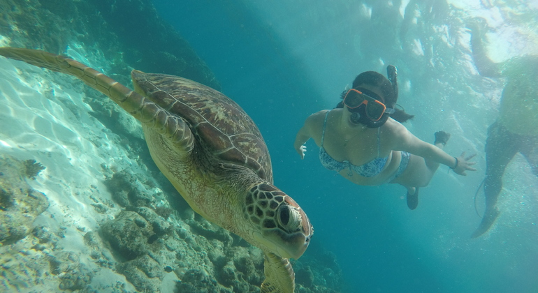 Ausflug nach Apo Island von Dumaguete aus: Schnorcheln mit Meeresschildkröten