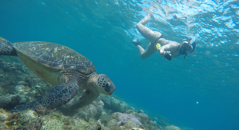 Ausflug nach Apo Island von Dumaguete aus: Schnorcheln mit Meeresschildkröten