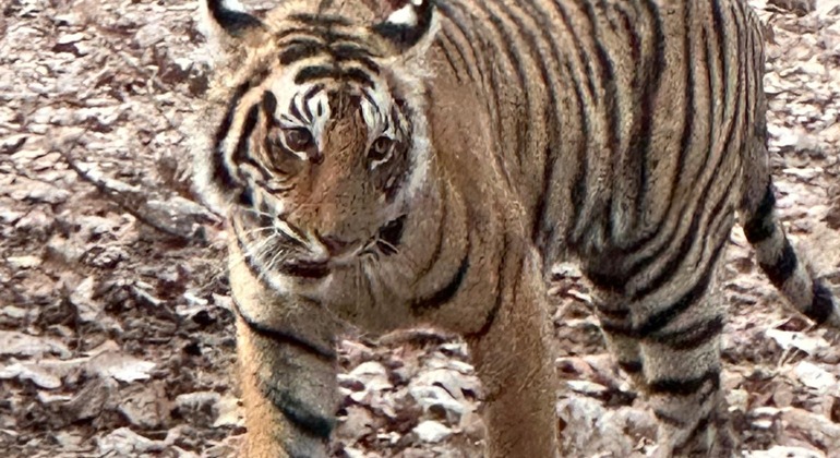 Safari para avistar tigres en Ranthambore desde Jaipur: excursión de día completo