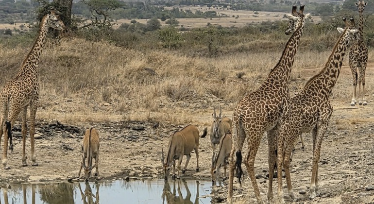 Excursão de um dia ao Parque Nacional de Nairobi
