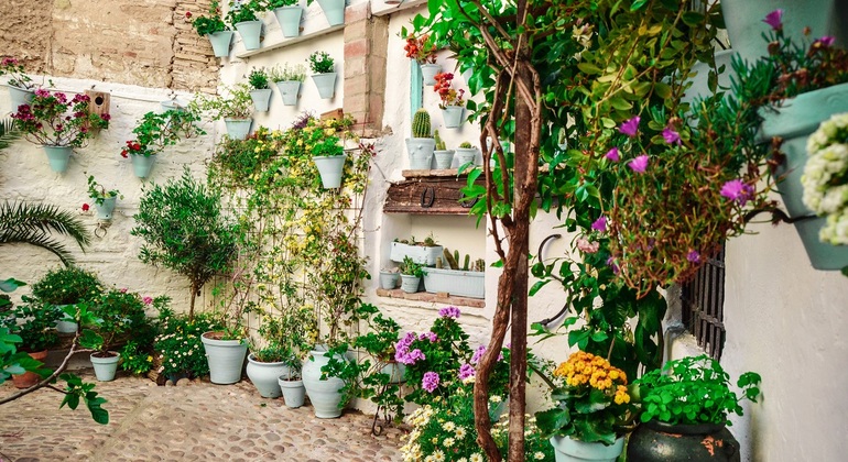 Patios of Cordoba Tour