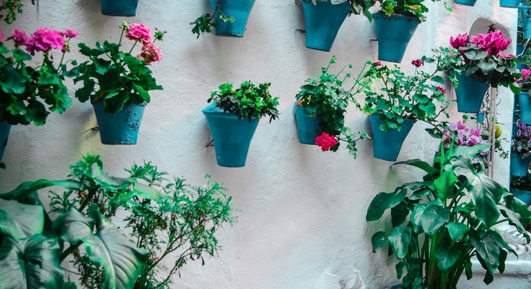 Patios of Cordoba Tour