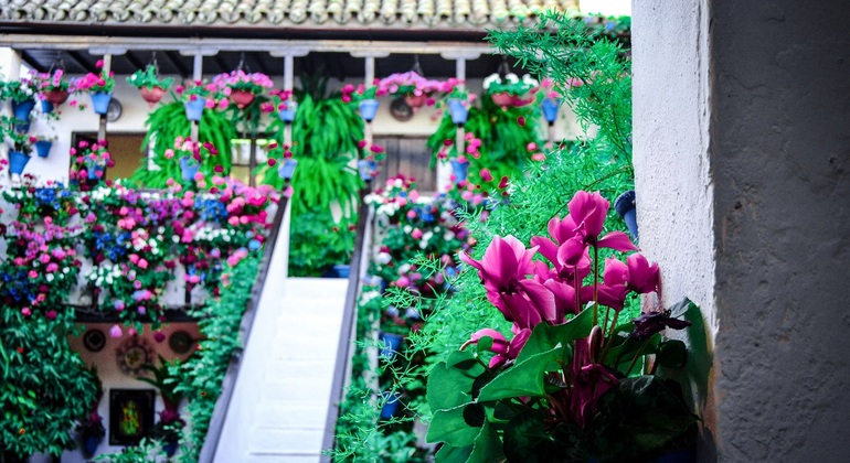 Patios of Cordoba Tour