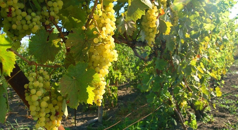 Wine Tasting in Bratislava