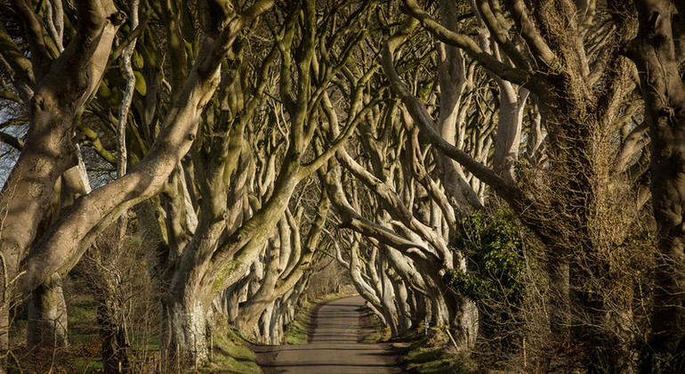 From Dublin : Giants Causeway, Dunluce Castle, Dark Hedges & Belfast