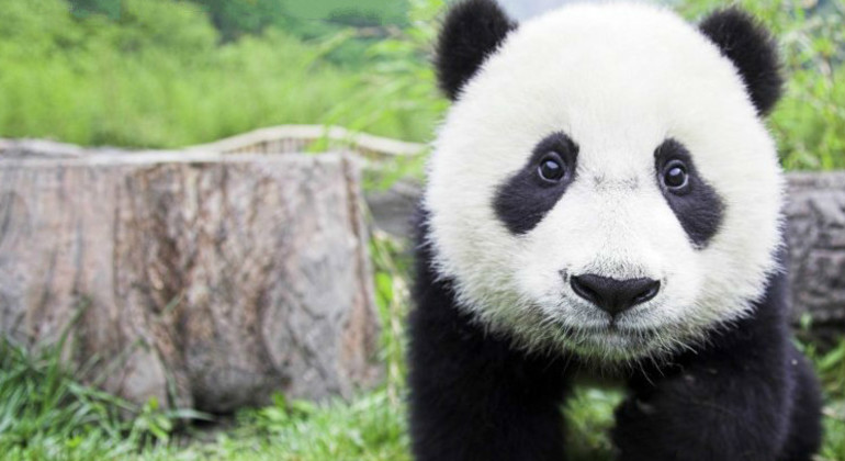Beijing Zoo & Sehenswürdigkeiten Tagestour