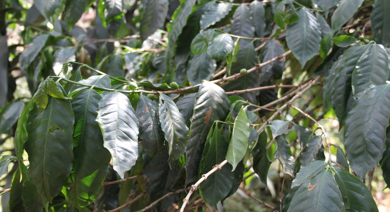 Coffee Tour in Fusagasugá from Bogotá