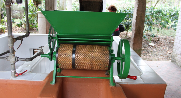 Coffee Tour in Fusagasugá from Bogotá