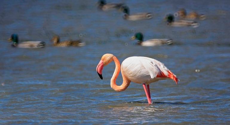 Excursion à l'Albufera de Valence