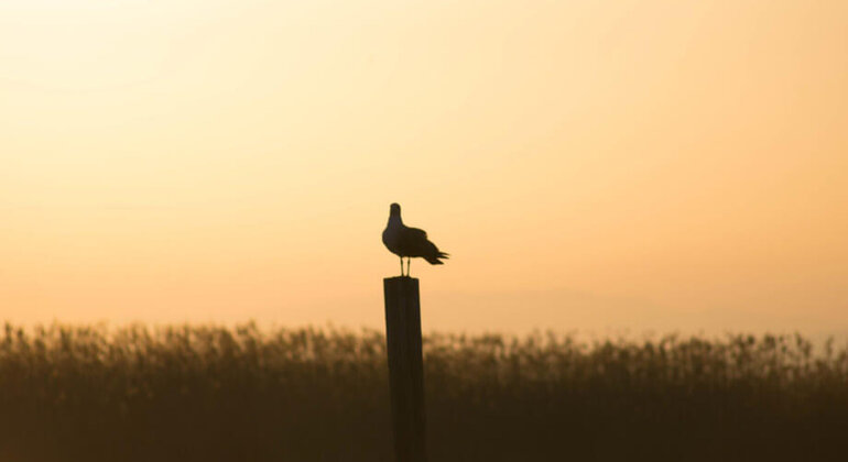 Excursion à l'Albufera de Valence