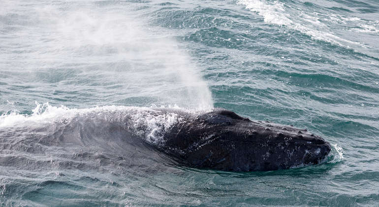Whale Watching Tour from Reykjavik