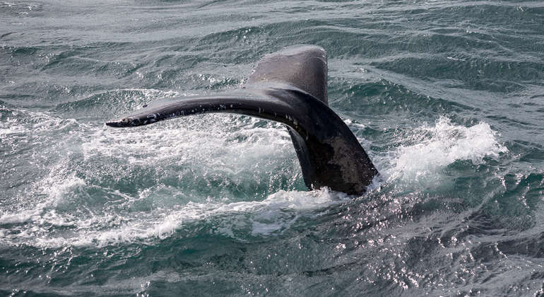 Whale Watching Tour from Reykjavik
