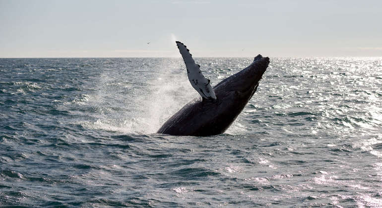 Whale Watching Tour from Reykjavik