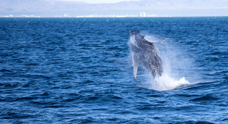 Whale Watching Tour from Reykjavik