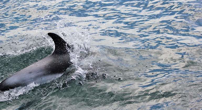 Whale Watching Tour from Reykjavik
