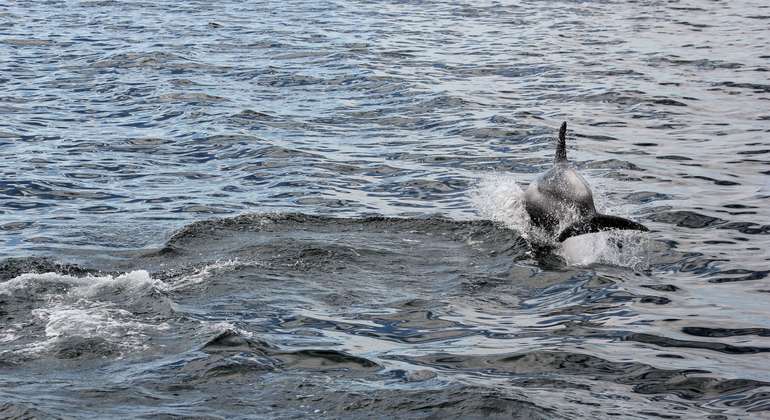 Whale Watching Tour from Reykjavik