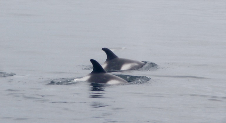 Whale Watching Tour from Reykjavik