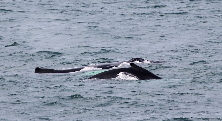Whale Watching Tour from Reykjavik