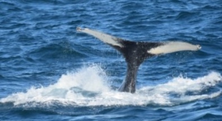 Whale Watching Tour from Reykjavik
