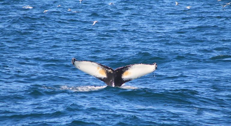 Whale Watching Tour from Reykjavik