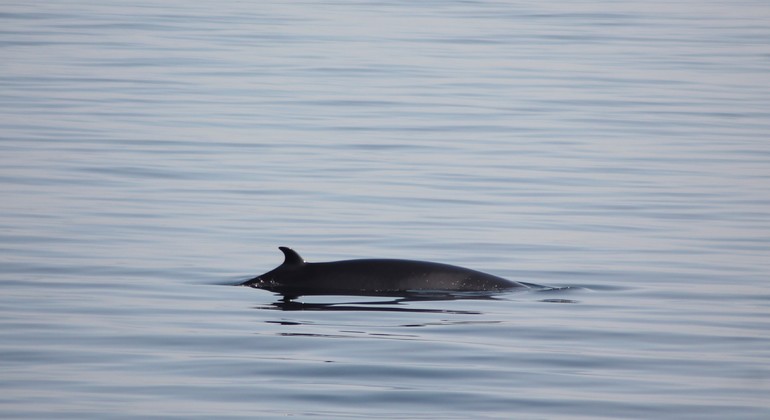 Whale Watching Tour from Reykjavik