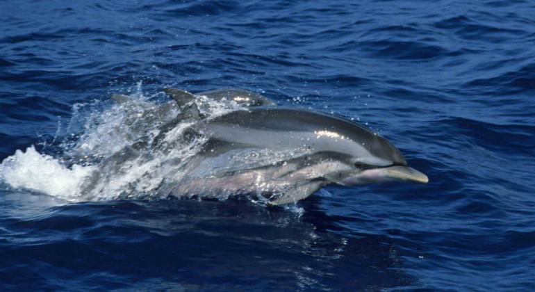 Wal- und Delfinbeobachtung in Trincomale