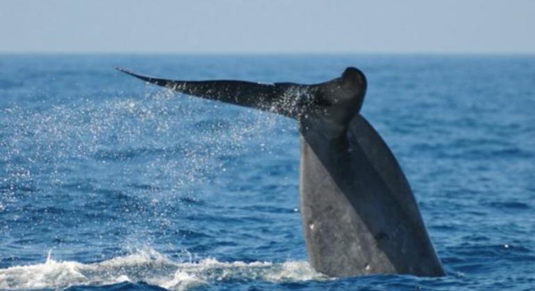Wal- und Delfinbeobachtung in Trincomale
