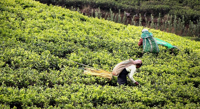 Ruta en bicicleta por la plantación de té Hanthana