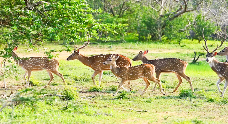 Safari por el Parque Nacional de Yala desde el puerto de Hambantota