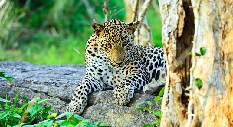 Yala National Park Safari von Hambantota Seehafen Tour