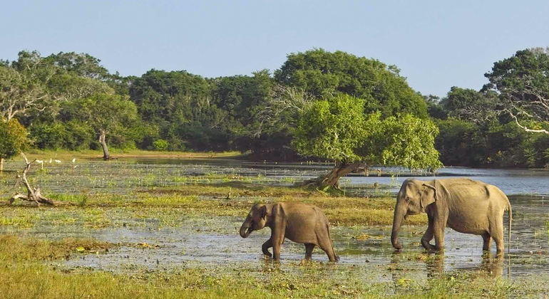 Yala National Park Safari von Hambantota Seehafen Tour