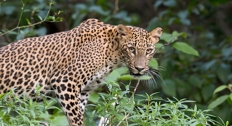 Yala National Park Safari von Hambantota Seehafen Tour