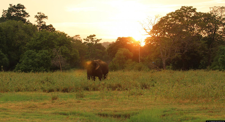 Parc national de Minneriya 3 heures de safari privé