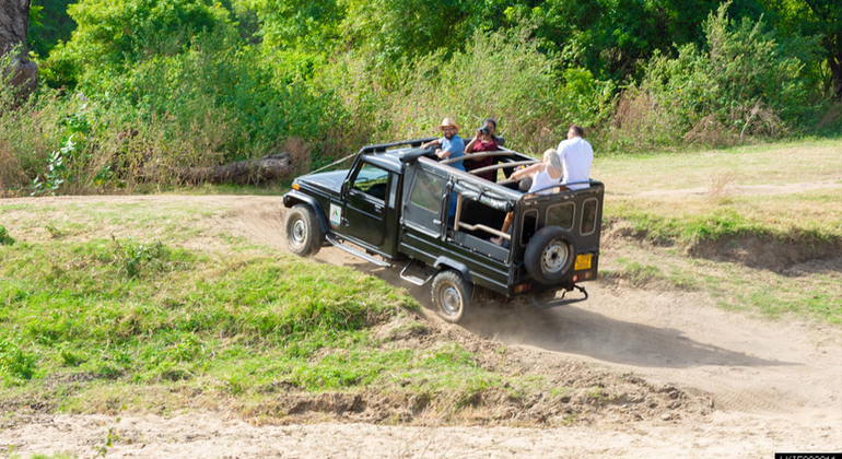 Parc national de Minneriya 3 heures de safari privé