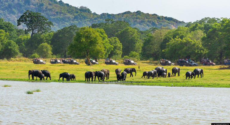 Parc national de Minneriya 3 heures de safari privé