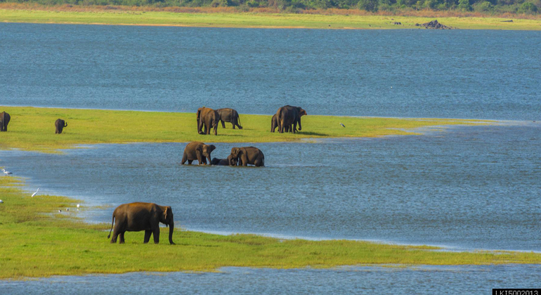 Parc national de Minneriya 3 heures de safari privé