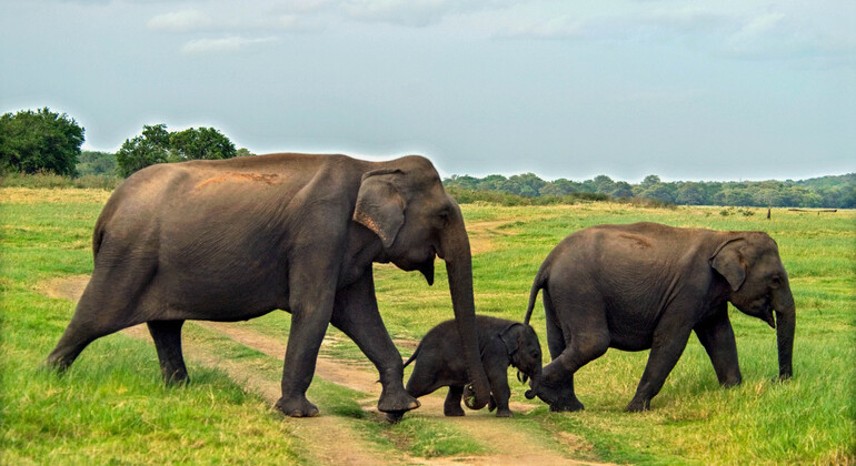 Hurulu Eco Park Private Safari